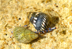 Clibanarius tricolor