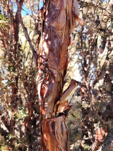 Polylepis tarapacana, photograph 3