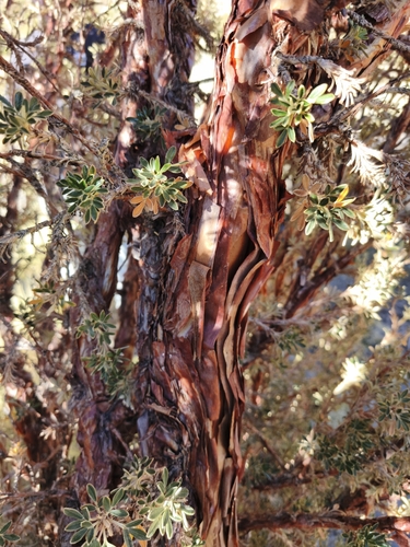 Polylepis tarapacana, photograph 4