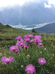 Psephellus caucasicus