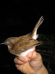 Cyornis umbratilis
