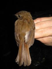 Cyornis umbratilis