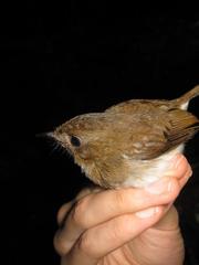 Cyornis umbratilis