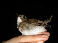 Cyornis umbratilis