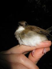 Cyornis umbratilis