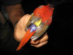 Aethopyga temminckii