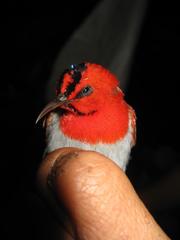 Aethopyga temminckii