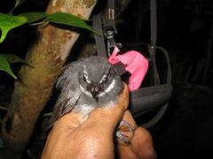 Rhipidura albicollis