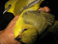 Pachycephala hypoxantha