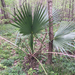 Dwarf Palmetto - Photo (c) Libby Megna, some rights reserved (CC BY-NC)
