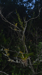 Vriesea rubroviridis