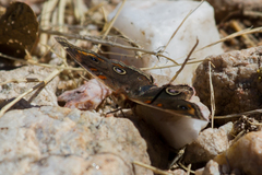 Junonia nigrosuffusa