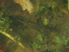 Poecilia salvatoris