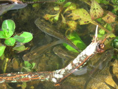 Poecilia salvatoris