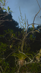 Vriesea rubroviridis