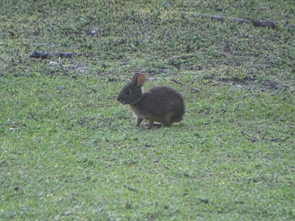 Wild Rabbits In Florida Marsh Rabbit from Palm Beach County, FL, USA on May 8, 2026 at 06:41 PM ...