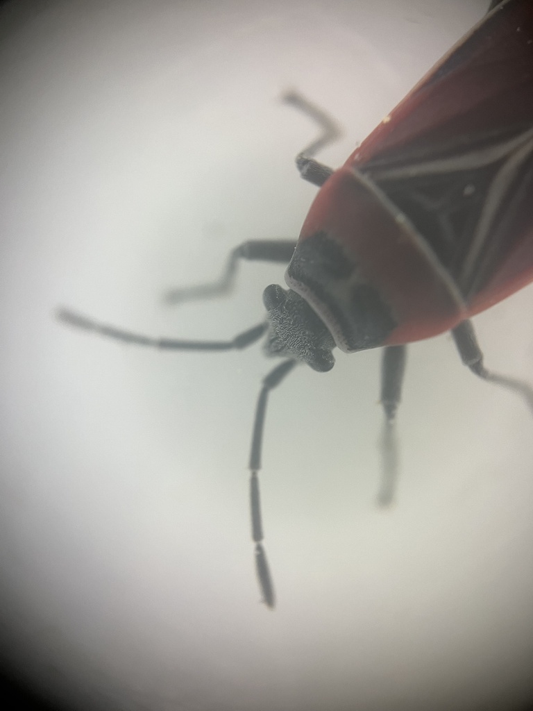 White-crossed Seed Bug from S 112th St, Seattle, WA, US on May 5, 2026 ...