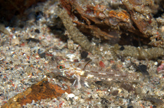 Fusigobius gracilis