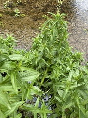 Veronica anagallis-aquatica