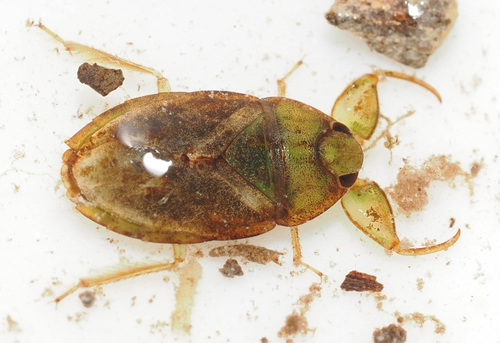 Ambrysus circumcinctus