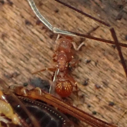 Ant