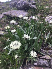 Centaurea cheiranthifolia