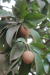 Sapotaceae