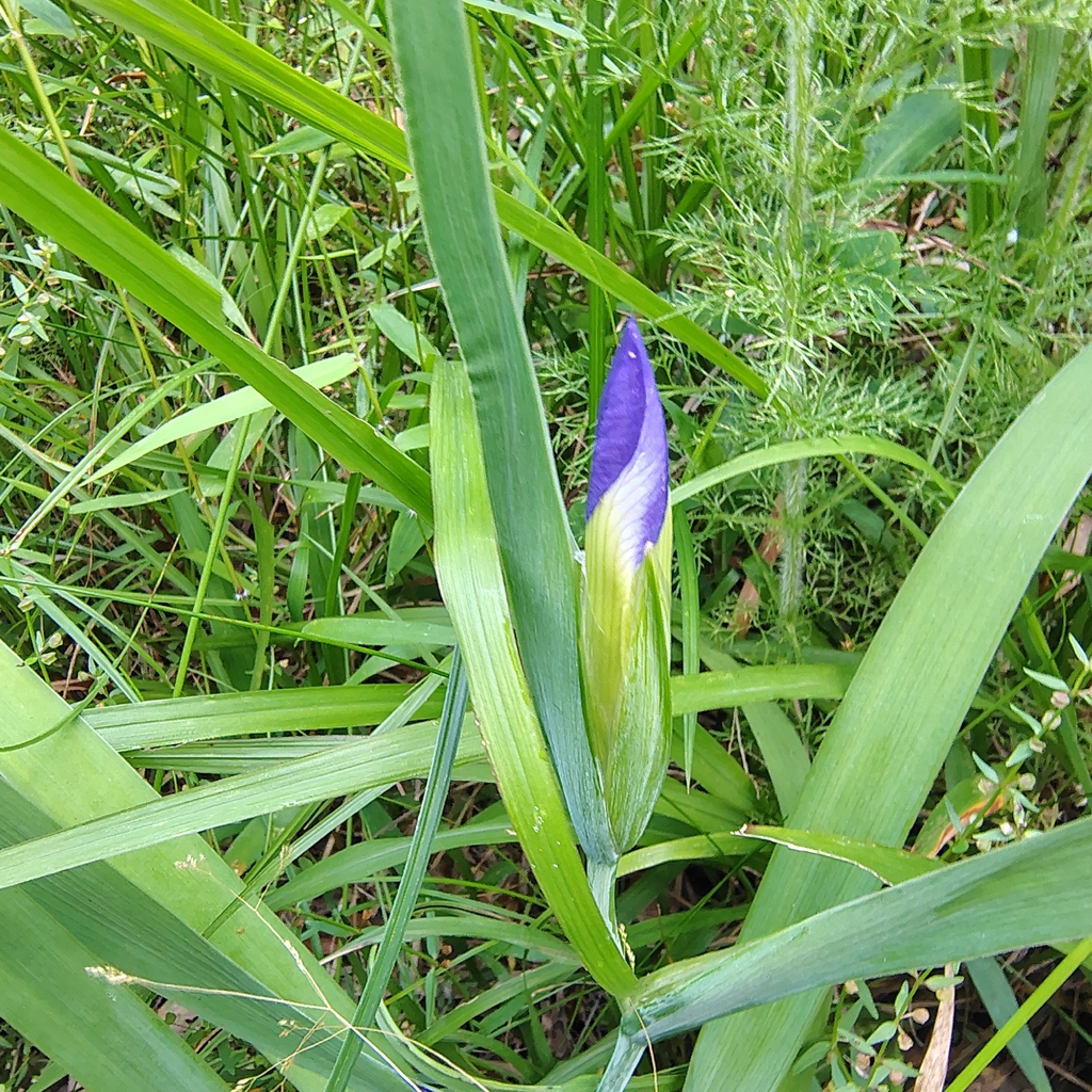 Iris brevicaulis; photograph (c) Joan Chiasson, some rights reserved (CC BY-SA)