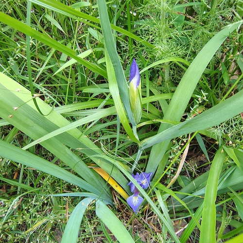 Iris brevicaulis, photograph 2