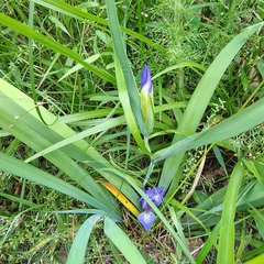 (c) Joan Chiasson, some rights reserved (CC BY-SA) Iris brevicaulis, photograph (c) Joan Chiasson, some rights reserved (CC BY-SA)