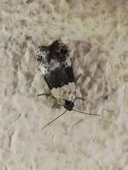 Dysmilichia namibiae