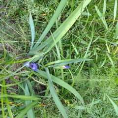 (c) Joan Chiasson, some rights reserved (CC BY-SA) Iris brevicaulis, photograph (c) Joan Chiasson, some rights reserved (CC BY-SA)