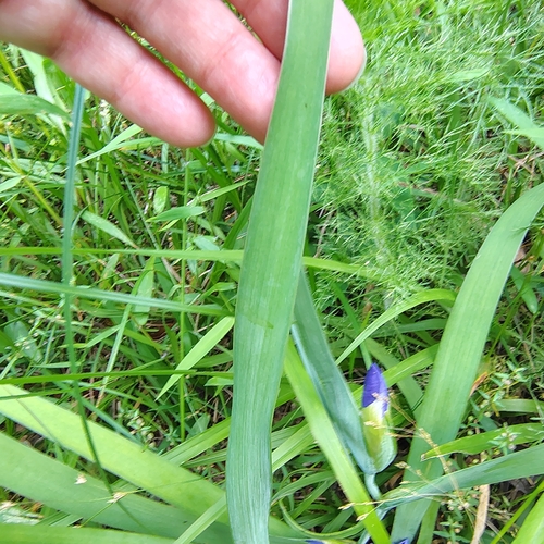 Iris brevicaulis, photograph 4