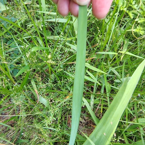 Iris brevicaulis, photograph 5