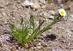 Erigeron versicolor