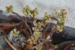Sedum pachyphyllum