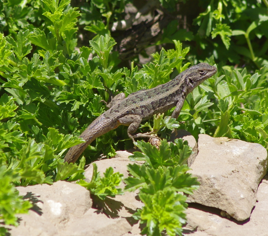 El Morado Lagoon Smooth-Throated Lizard