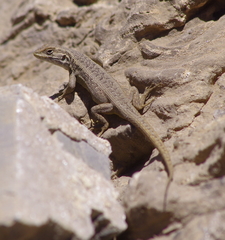 Liolaemus moradoensis