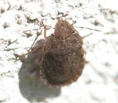 Sciocoris macrocephalus