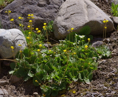 Calceolaria filicaulis