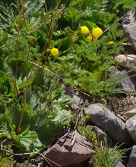 Calceolaria filicaulis