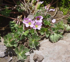Geranium sessiliflorum