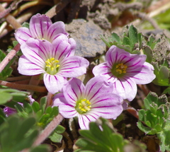 Geranium sessiliflorum