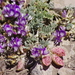 Astragalus arnottianus - Photo (c) charif_tala, some rights reserved (CC BY-NC)