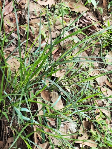 Scleria levis observed 2026-05-09