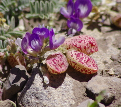 Astragalus arnottianus