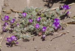 Astragalus arnottianus