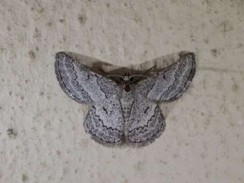 Holoterpna errata