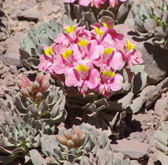 Alstroemeria umbellata