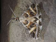 Cerocala vermiculosa